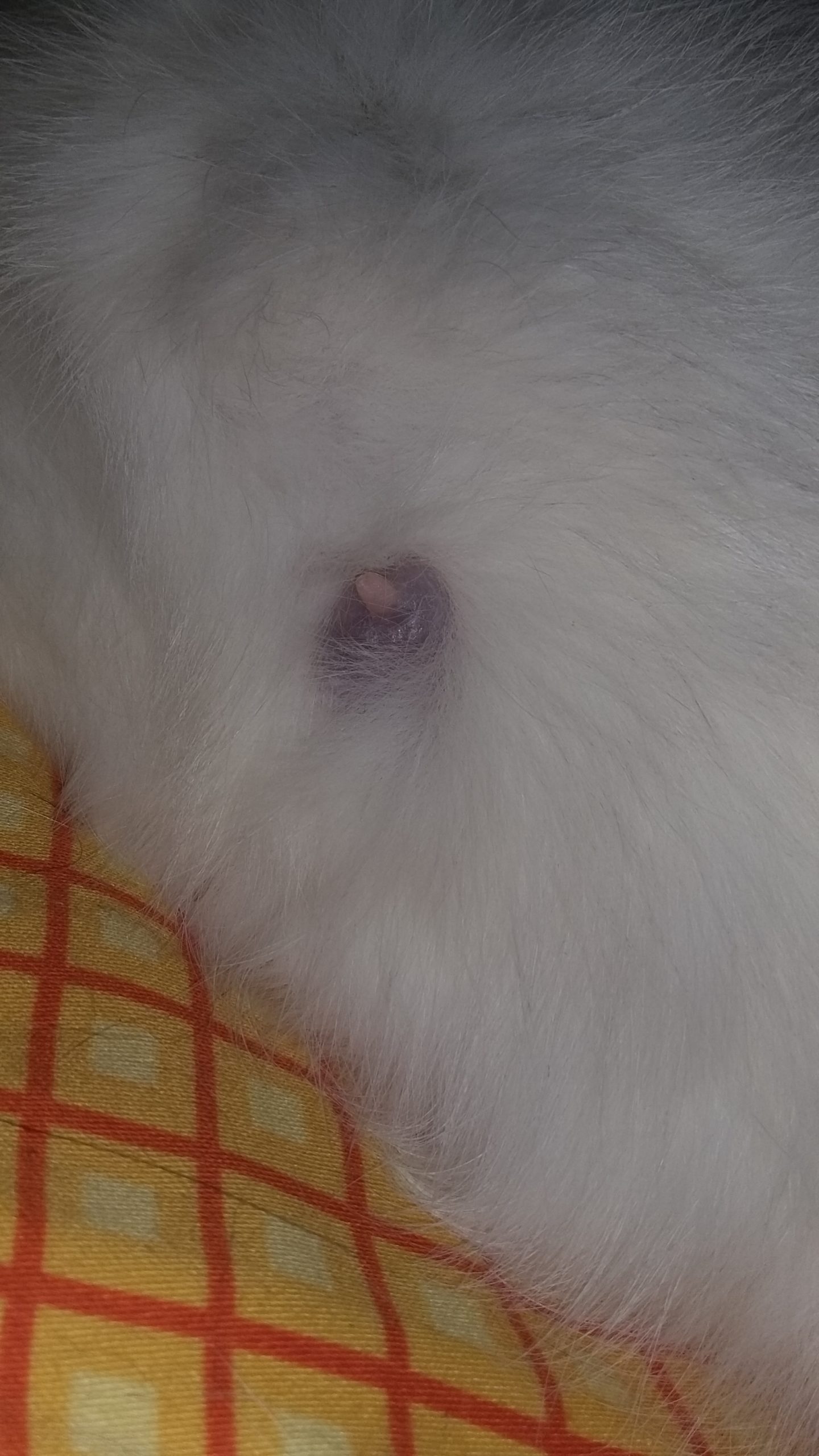 Wie sieht ein Tumor bei Katzen aus?